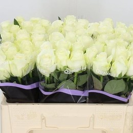 Rosa gr Snowstorm (Роза гр Сноусторм) В70