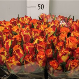 Rosa gr Silantoi (Роза гр Силантой) В60