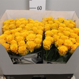 Rosa Gr Sphinx Gold (Роза Гр Сфинкс Голд) В50