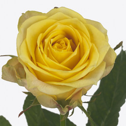 Rosa gr Summershine (Роза Гр Саммершайн) В60