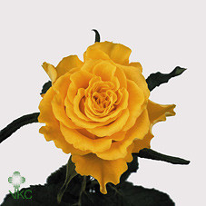 Rosa Gr Sphinx (Роза Гр Сфинкс) В60