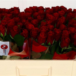Rosa Gr Red Ribbon (Роза Гр Ред Риббон) В60