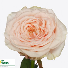 Rosa Gr Victori Dream (Роза Гр Виктори Дрим) В50