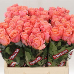 Rosa Lady Margaret (Роза Леди Маргарет) В40