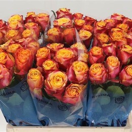 Rosa Hurricane (Роза Хюррикан) В50