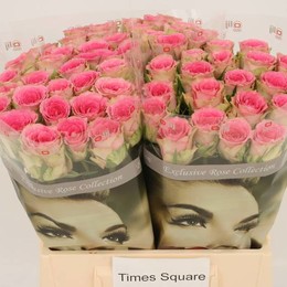 Rosa Gr Times Square (Роза Гр Таймс Скуар) В40