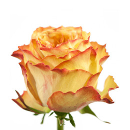 Rosa Miraculous (Роза Миракулос) В50