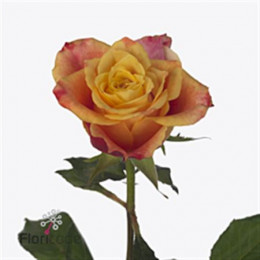 Rosa Gr Tamara (Роза Гр Тамара) В50