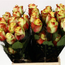 Rosa Gr Zazu (Роза Гр Зазу) В40