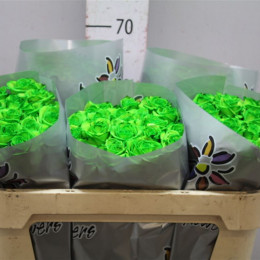 Rosa Gr Vendela Paint Green (Роза Гр Вендела Паинт Грин) В80