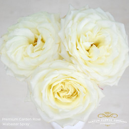 Rosa Gr Eq Garden Alabaster (Роза Гр Экв Гарден Алебастр) В50