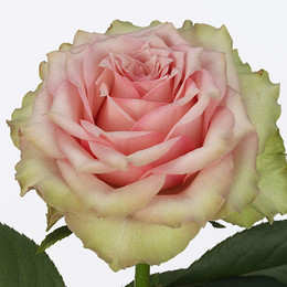 Rosa Gr Dreamland (Роза Гр Дримленд) В60