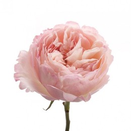 Rosa Gr David Austin Keira (Роза Гр Девид Остин Кейра) В50
