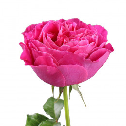 Rosa Gr David Austin Kate (Роза Гр Дэвид Остин Кейт) В50