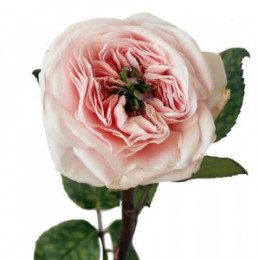 Rosa Gr David Austin Charity (Роза Гр Дэвид Остин Черити) В50