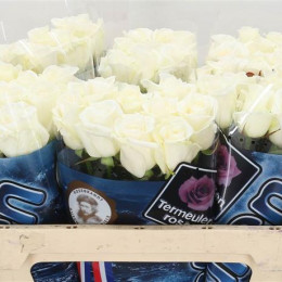 Rosa Gr Akito (Роза Гр Акито) В40