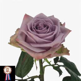 Rosa Gr Armando (Роза Гр Армандо) В60