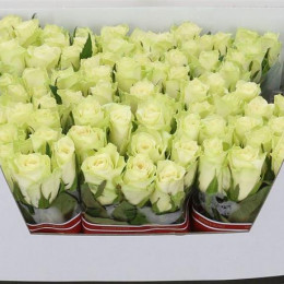 Rosa Gr Athena (Роза Гр Афина) В80