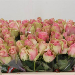 Rosa Gr Belle Rose (Роза Гр Белль Роуз) В40