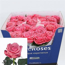 Rosa Gr Bubblegum (Роза Гр Бабблгам) В50