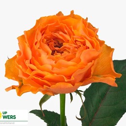 Rosa Gr Caraluna (Роза Гр Каралуна) В50