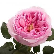 Rosa Gr David Austin Carey (Роза Гр Дэвид Остин Кэри) В50