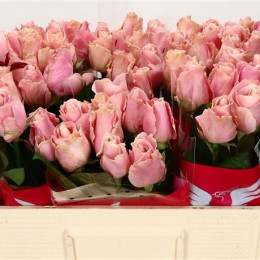 Rosa Gr Avalanche Pink (Роза Гр Аваланж пинк) В50