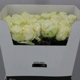 Rosa Gr Avalanche (Роза Гр Аваланж) B50