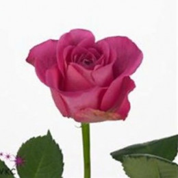 Rosa Gr H3o (Роза Гр H3o) В40