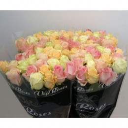 Rosa Gr Avalanche Pastel Mix (Роза гр Аваланж Пастел Микс) В50