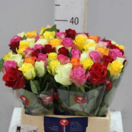 Rosa Gr Gemengd In Bos (Роза Гр Геменд ин Бос) В40