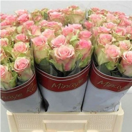 Rosa Gr Dreamland (Роза Гр Дримлэнд) В60