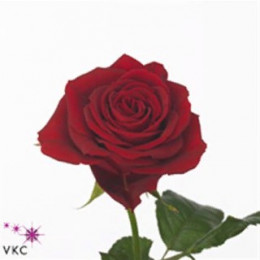Rosa Gr Furiosa (Роза Гр Фурьоса) В50
