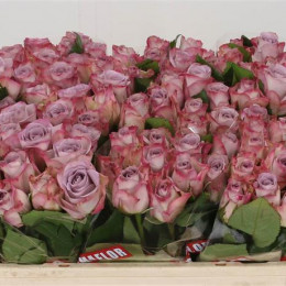 Rosa Gr Memory Lane! (Роза Гр Мемори Лейн!) В50