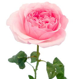 Rosa Gr David Austin Miranda (Роза Гр Дэвид Остин Миранда) В50