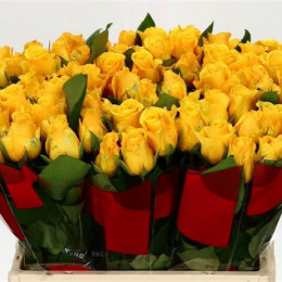 Rosa Gr Sonrisa (Роза Гр Сонриса) В40