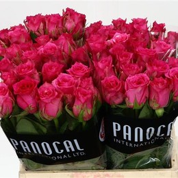 Rosa Gr Pink Sudoku (Роза Гр Пинк Судоку) В50