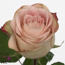 Rosa Gr Upper Secret (Роза Гр Аппер Секрет) В40