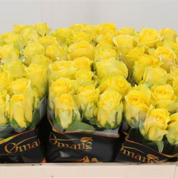 Rosa Gr Penny Lane (Роза Гр Пенни Лэйн)В60
