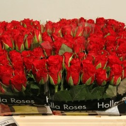 Rosa Kl Red Calypso (Роза Кл Ред Калипсо) В50