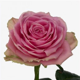Rosa Gr Wham (Роза Гр Вхам ) В60
