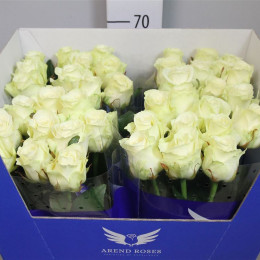 Rosa gr white soda (Роза гр вайт сода) В55