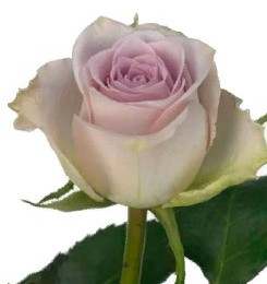Rosa Gr Morning Dew (Роза Гр Морнинг Дью) В40