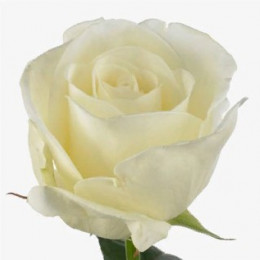 Rosa Gr Norma Jeane (Роза Гр Норма Джин) В50