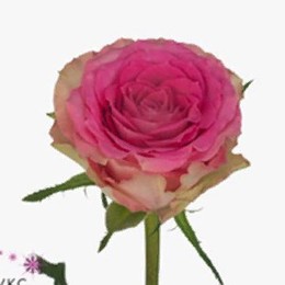 Rosa Gr Times Square (Роза Гр Таймс Скуар) В60