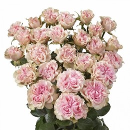 Rosa Tr Sweet Flow (Роза Свит Флоу) В60 ROSE HIL