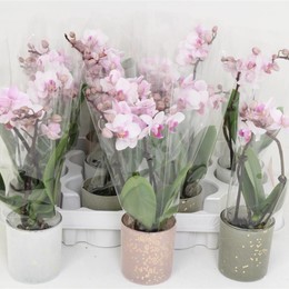 Фаленопсис Мини 2 стебля Керамический ( Phalaenopsis Mini 2 stem Ceramique ) W 6 см H 20 см