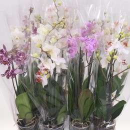 Фаленопсис мультифлора Смешанная 3 Цвета 2 стебля ( Phalaenopsis Multi-flora Mixed 3 Colour 2 stem )