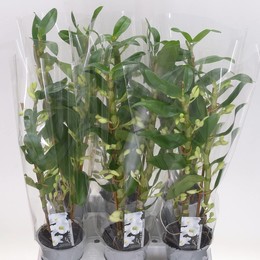 Дендробиум N S C Аполлон 2 стебля ( Dendrobium N S C Apollon 2 stem ) W 12 см H 50 см