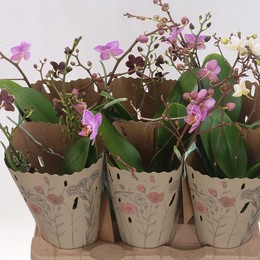 Фаленопсис мультифлора Смешанный 3 стебля ( Phalaenopsis Multi-flora Mixed 3 stem ) W 12 см H 45 см